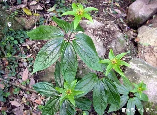 花飞花令_花的诗句_一枝花