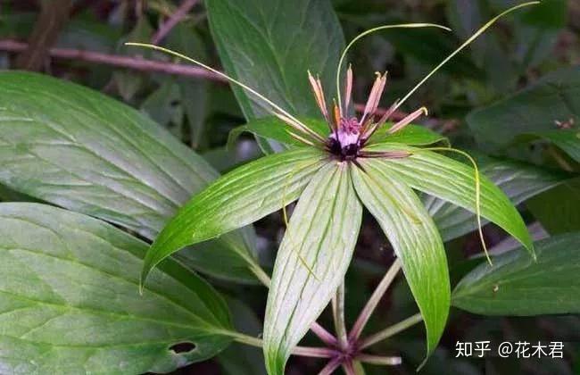 花的诗句_一枝花_花飞花令