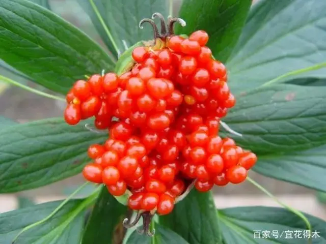 一枝花_花飞花令_花的诗句