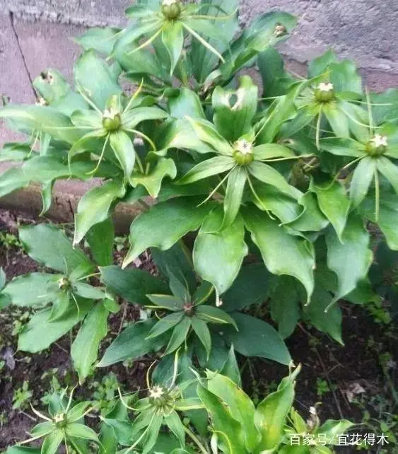 花的诗句_一枝花_花飞花令