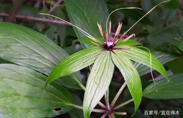 花的诗句_花飞花令_一枝花