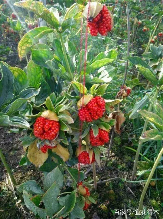 花的诗句_一枝花_花飞花令