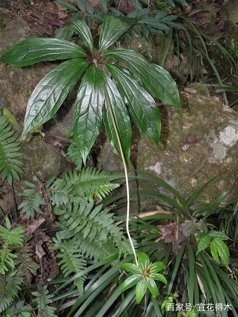 花飞花令_一枝花_花的诗句