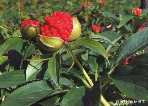 花飞花令_一枝花_花的诗句
