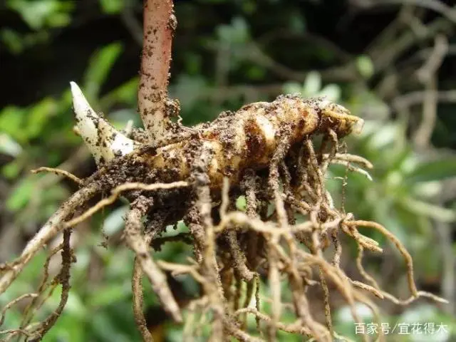 花的诗句_一枝花_花飞花令