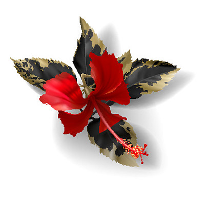 芙蓉王外包装真假辨别_芙蓉王_芙蓉王官网查询真伪app