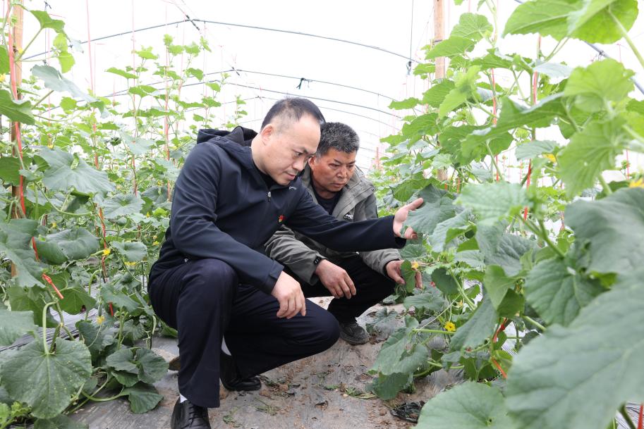 香烟黄果树长征价格_香烟黄果树多少钱_黄果树香烟