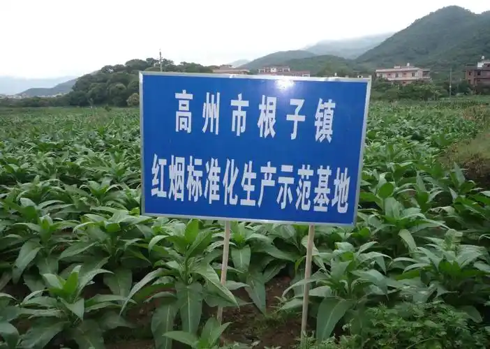 利群香烟_香烟利群价格表_香烟利群山外山价格